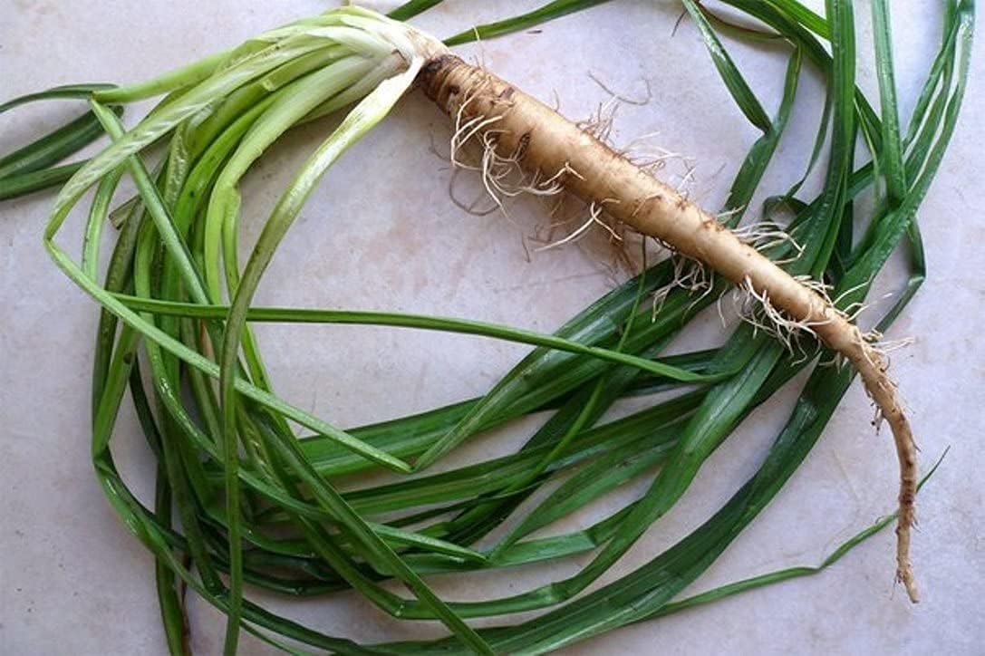 Salsify Oat Root Seeds up to 50%