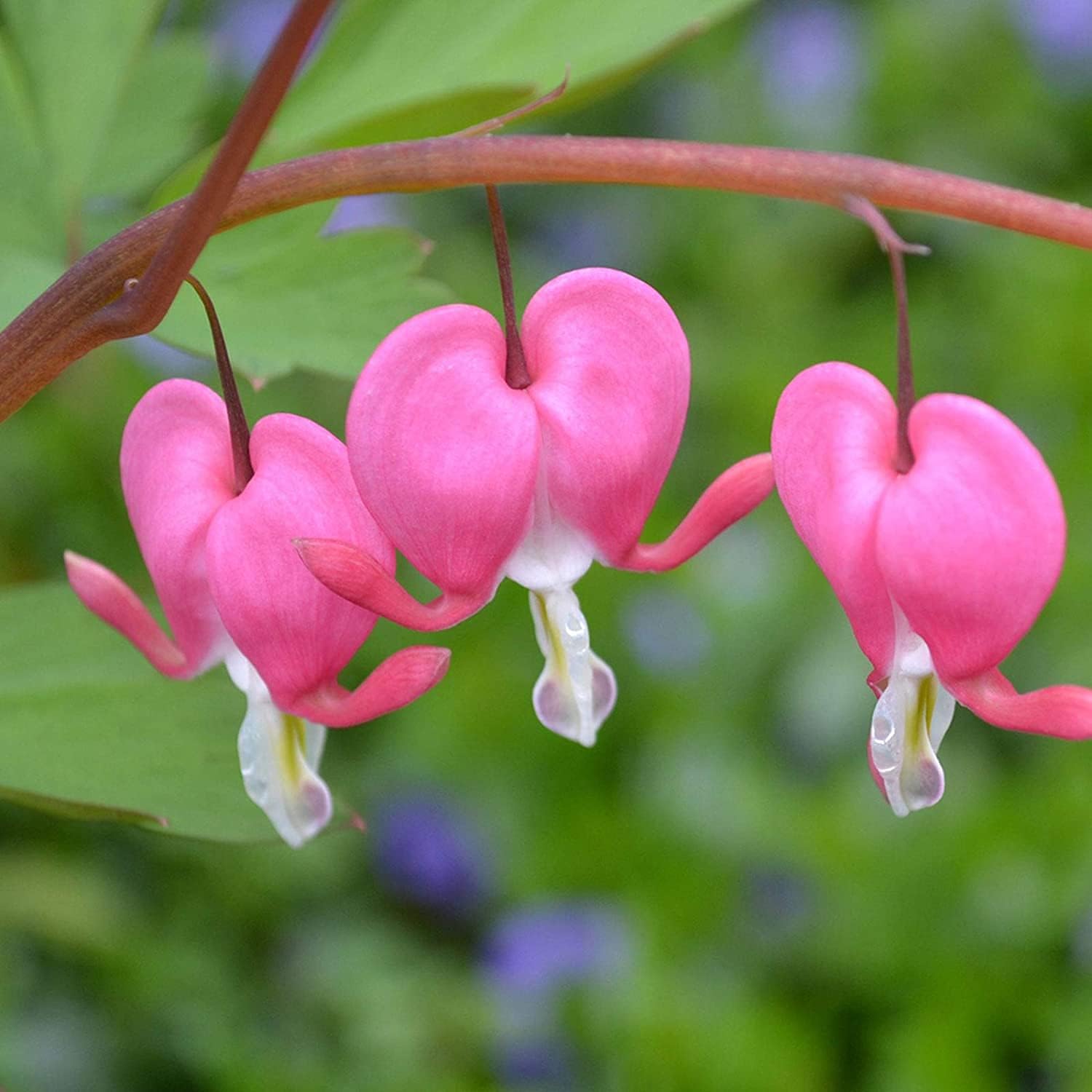 Pink Poof Peony Seeds up to 50%