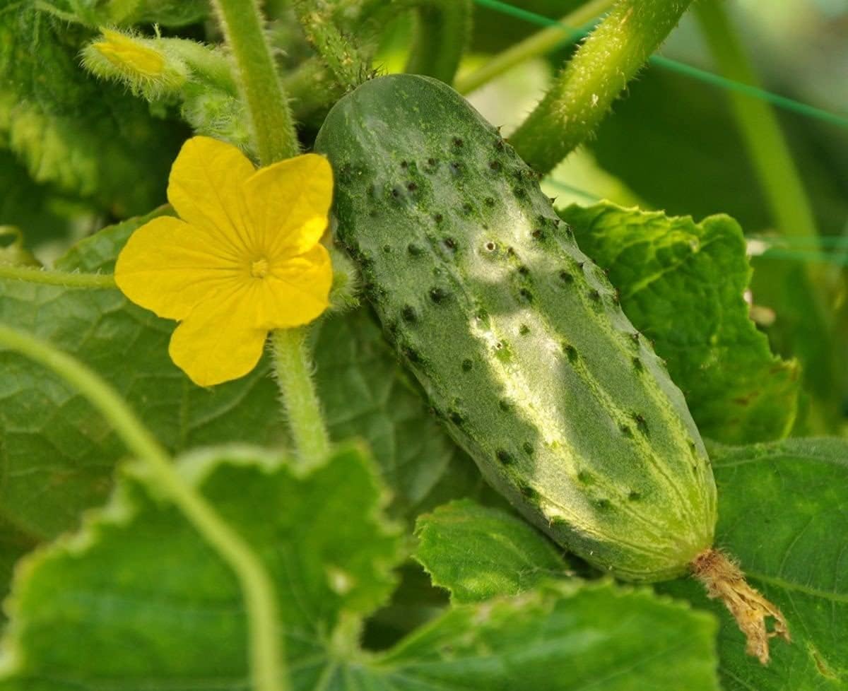 Nezhin Pickling Cucumber Seeds – Crisp Heirloom Variety – up to 50%