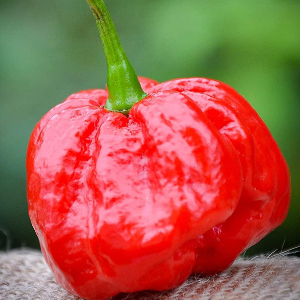 MOA Red Scotch Bonnet Hot Pepper Seeds– prime day up to 50%