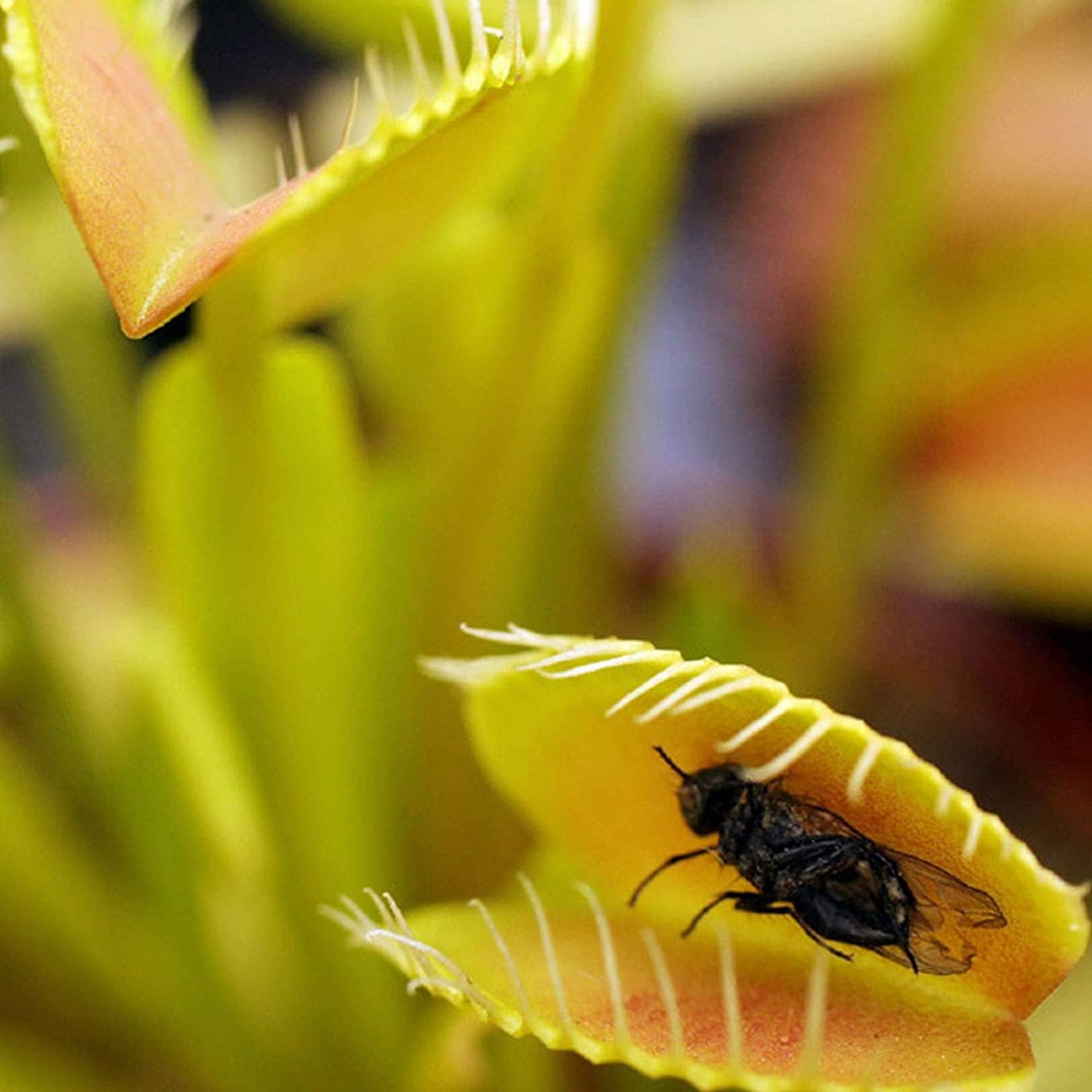 Venus Flytrap Seeds Up to 50% Off