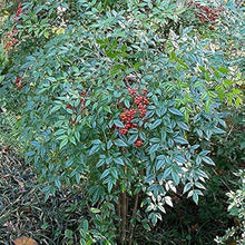 Heavenly Bamboo Seeds