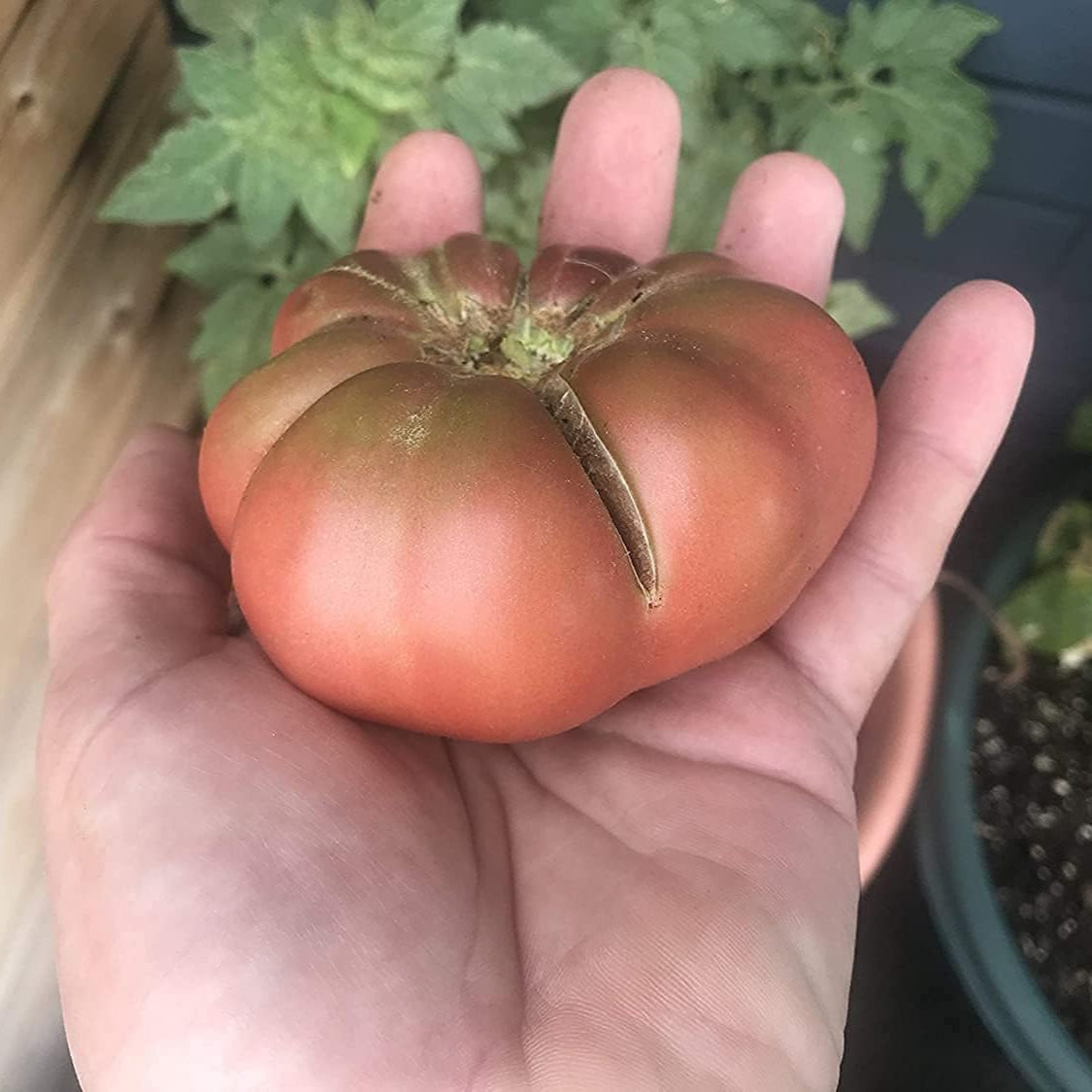 Cherokee Purple Tomato Seeds Up to 50% Off