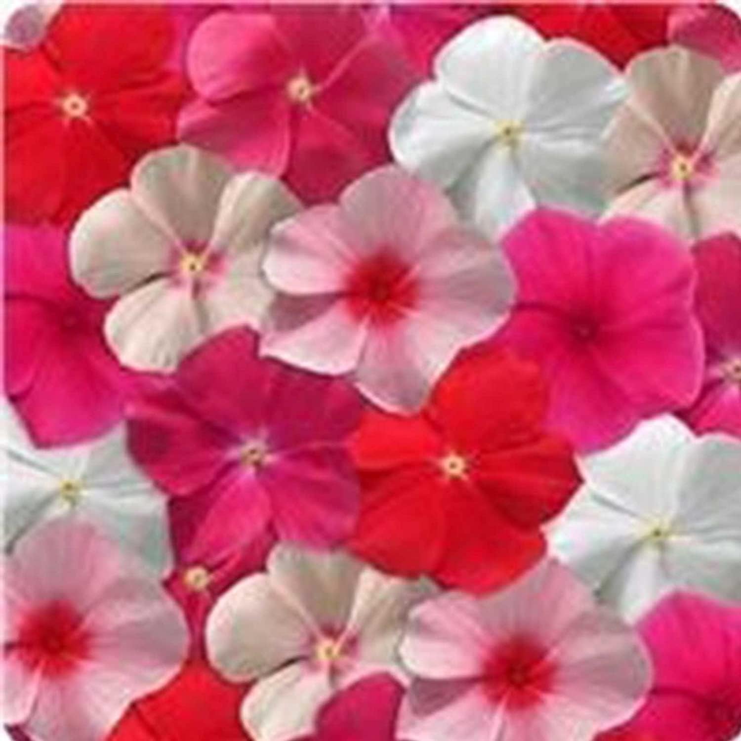 Vinca Flower Mix Seeds Up to 50% Off