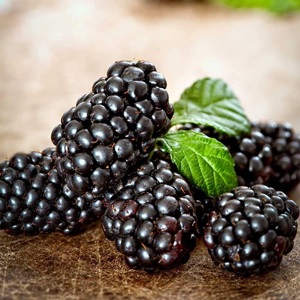 Mulberry Tree Seeds up to 50%