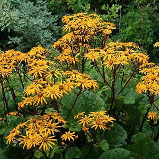 Blue Caladium Flower Seeds
