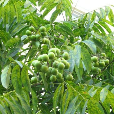 Sapindus Mukorossi Tree Seeds up to 50%