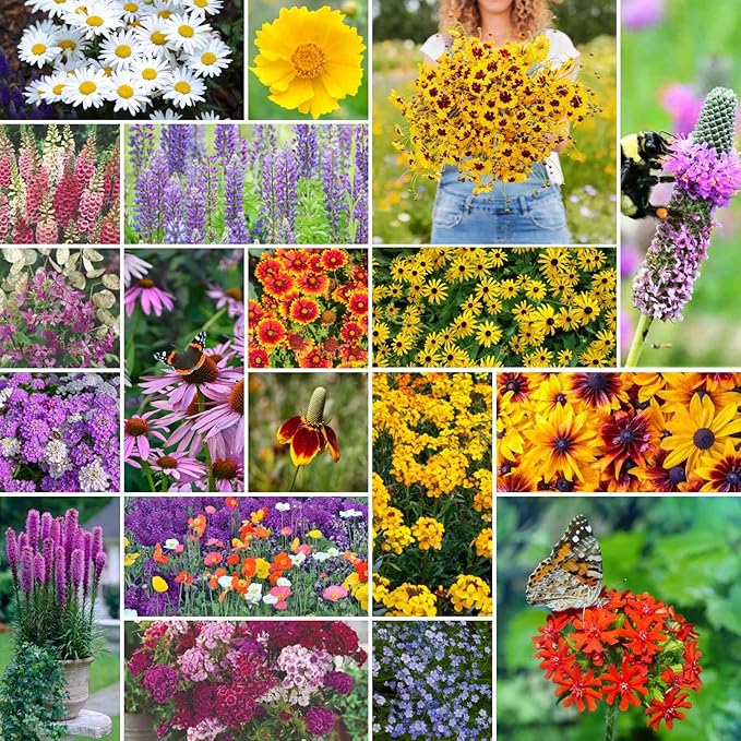 Wildflower Seeds Up to 50%