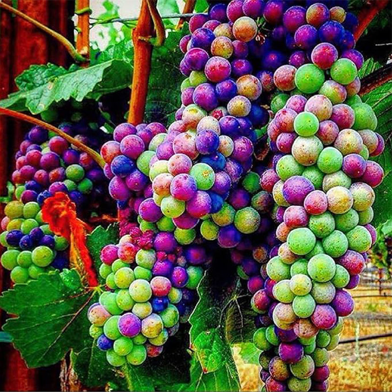 Rainbow Grape Fruit Seed Rare Sweet Fruit Gardening Up to 50%