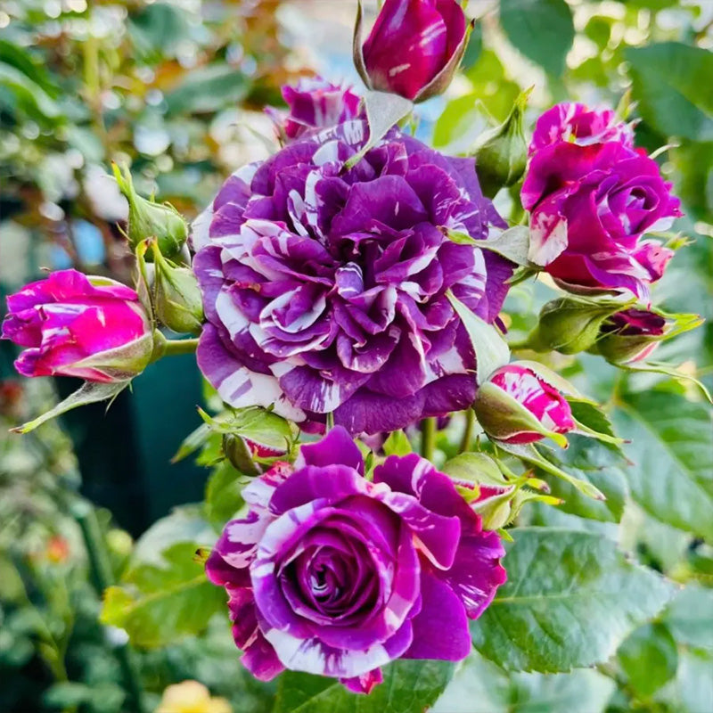 Rose “Scented Jewel Up to 50%
