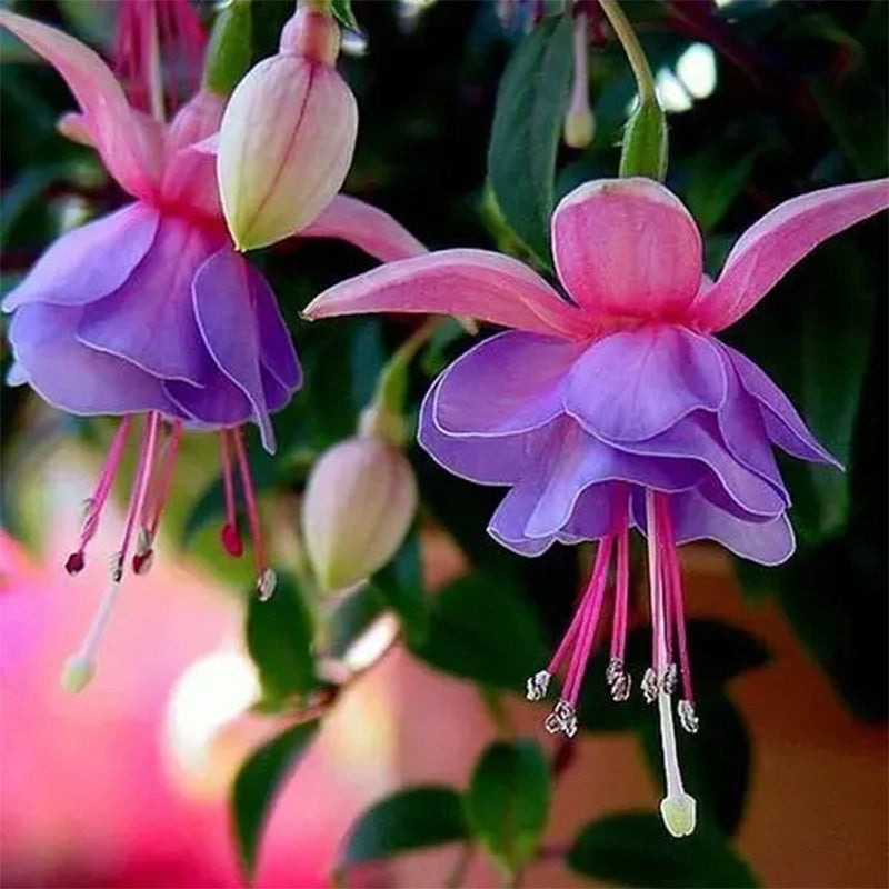 Fuchsia Hybrida Voss Seeds The fairy flower up to 50%