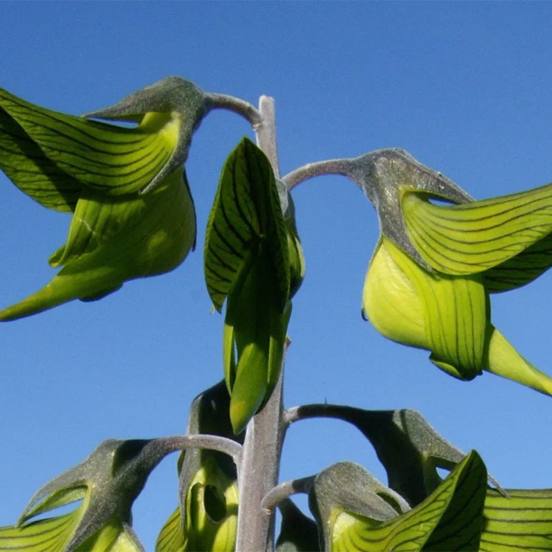 Green Birdflower
