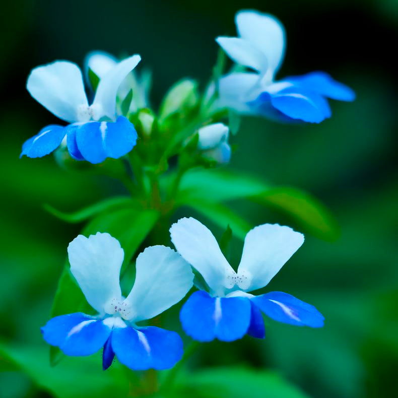 Blue-Eyed Mary Flower Seeds Up to 50% Off