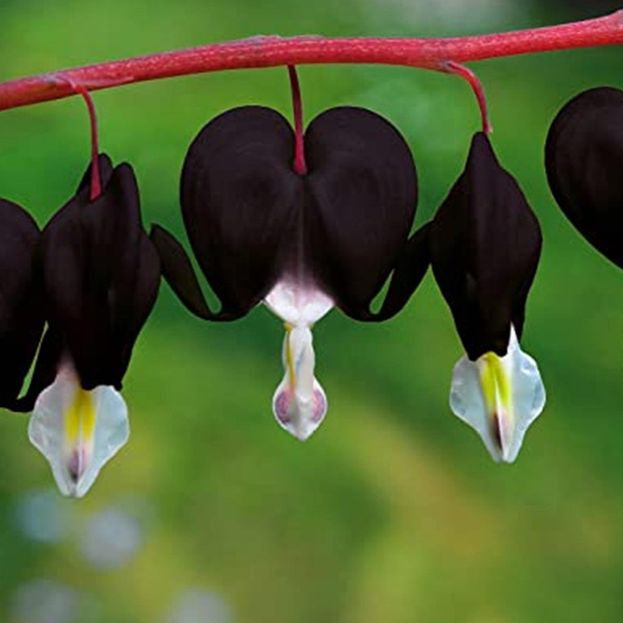 Black Bleeding Heart Seeds Up to 50% Off