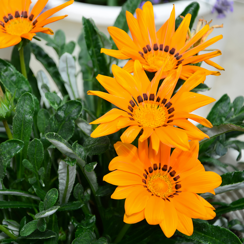 Gazania Rigens Seeds - Mix Dwarf Larger Packet High Germination 800-4000 Onsaleseeds