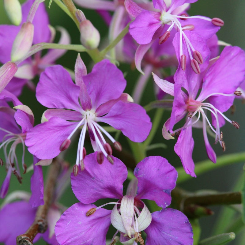 primrose seeds  up to 50%