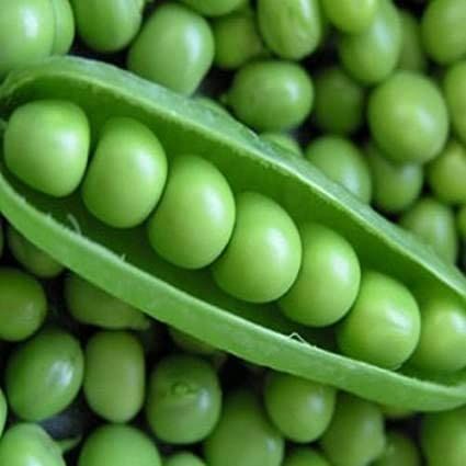 Sword Bean Plant Seeds up to 50%