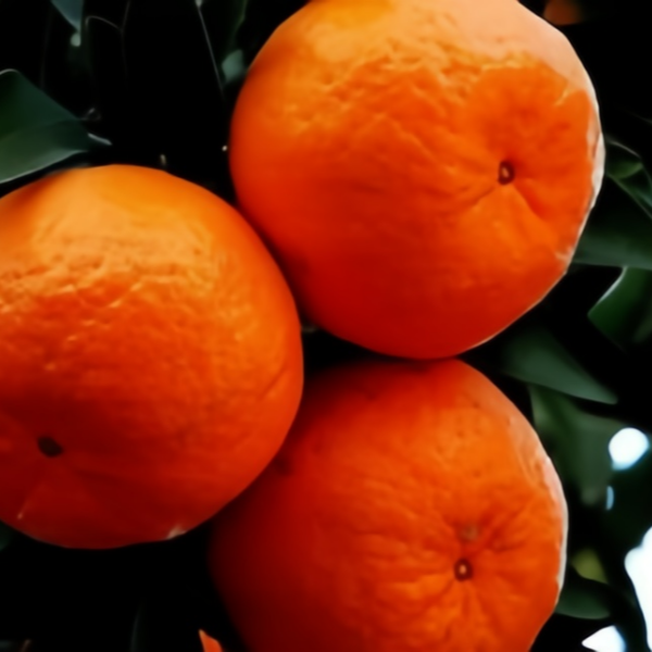 Mandarin Orange Seeds