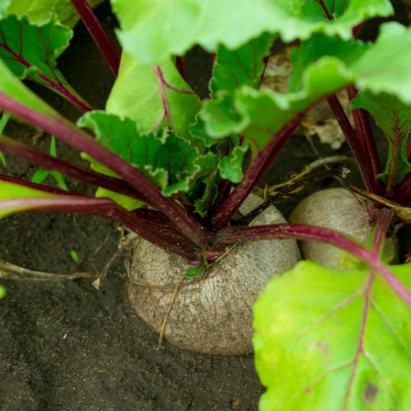 Beet Seeds Up to 50%