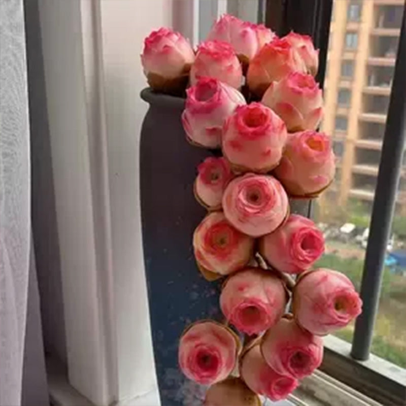 mountain rose herbs sprouting seeds Mountain Rose Seeds - Pink Succulent Larger Packet High Germination 20