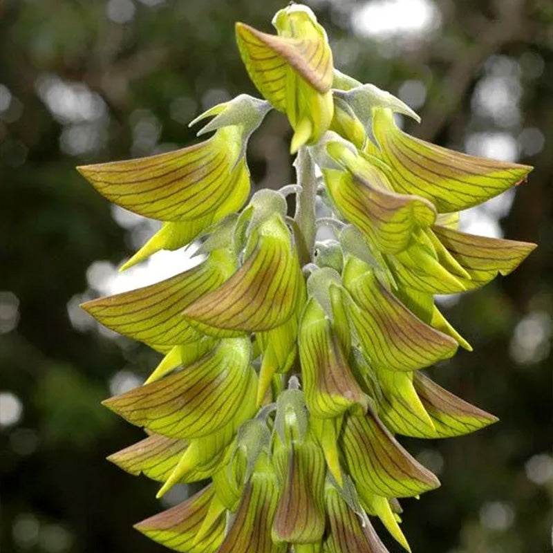 Green Birdflower up to 50%