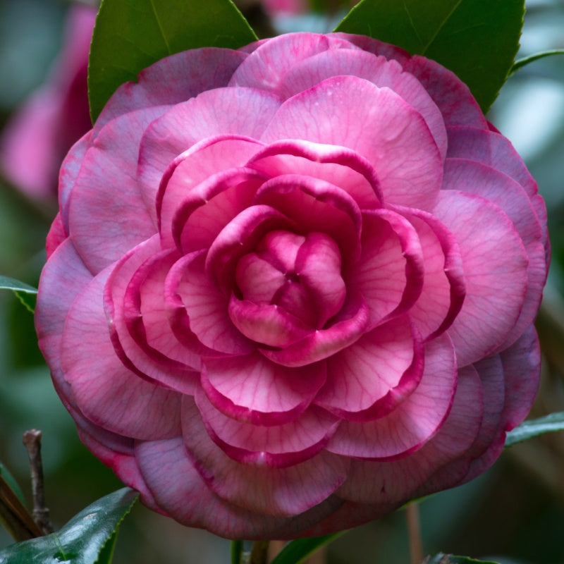 Camellia Seeds up to 50%