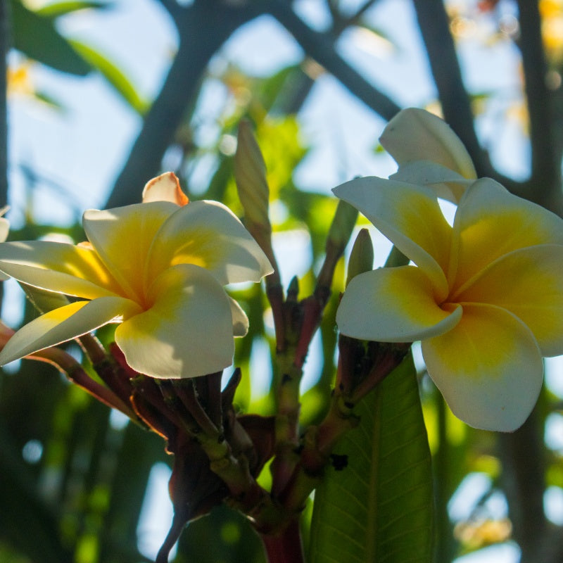Plumeria Flower Seeds up to 50%