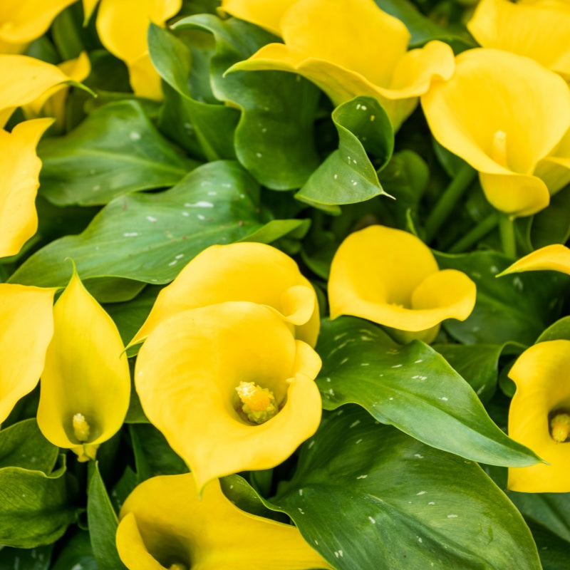 Calla Lily Seeds up to 50%