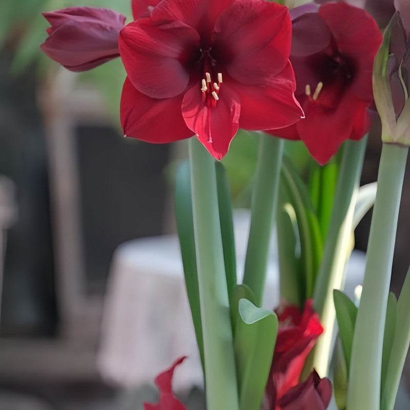 Amaryllis Bulbs - Black Swan