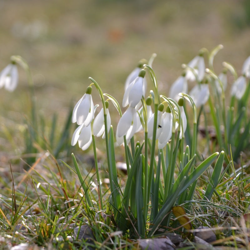 Snowdrop Seeds up to 50%