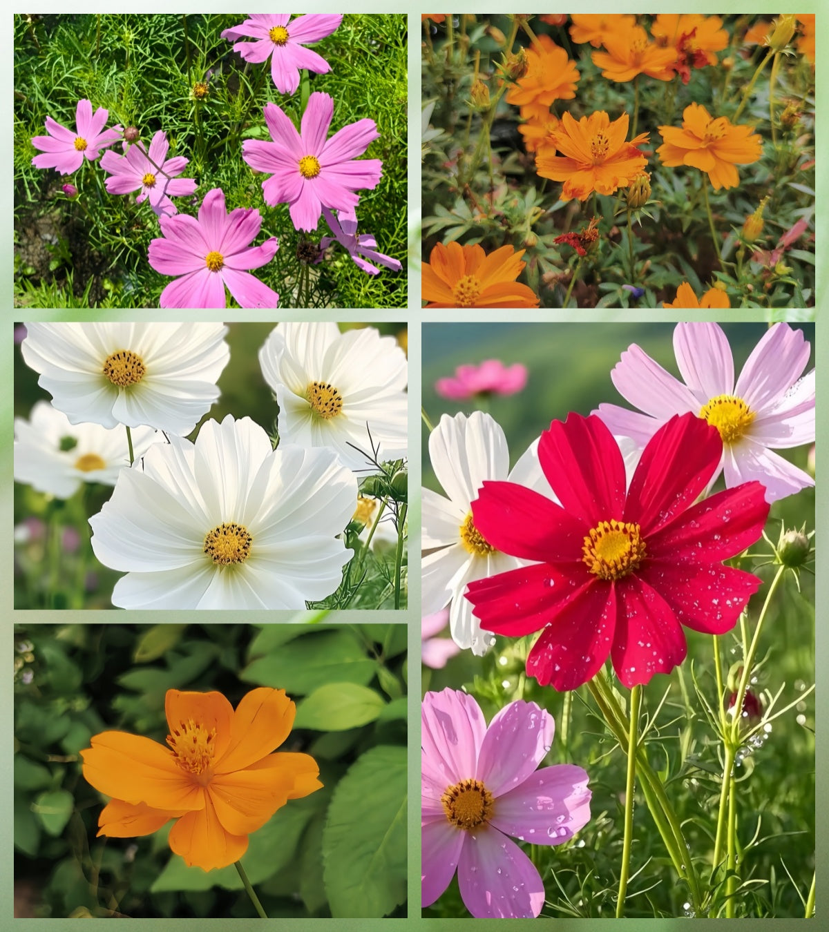 Cosmos Bipinnata Seeds - Mix Larger Packet High Germination 1600-4800 Onsaleseeds