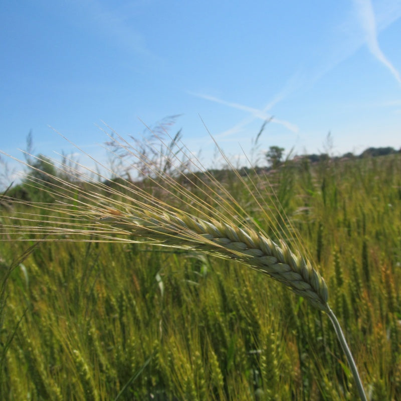Wheat Seeds up to 50%