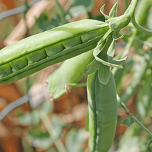 Pea Seeds