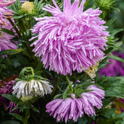 Aster Seeds