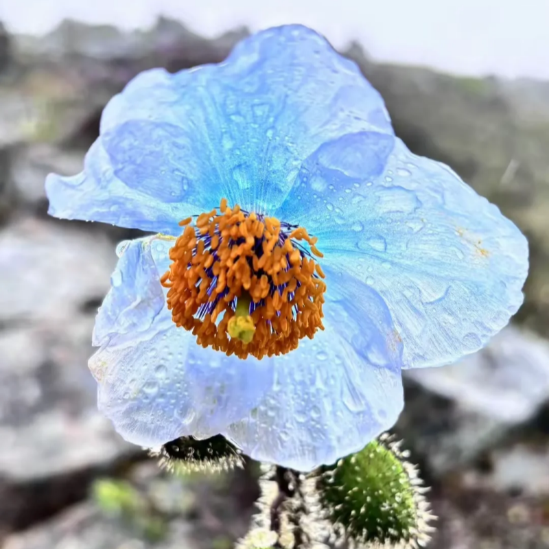 Himalayan blue poppy seeds up to 50%