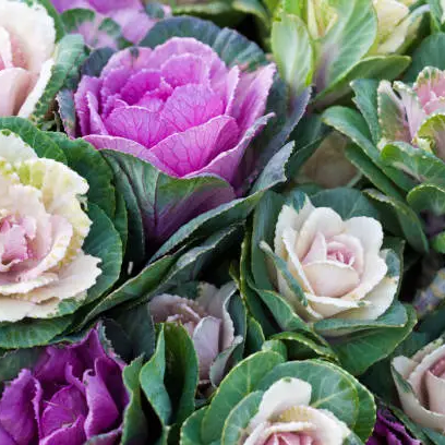 Ornamental Kale seeds prime day up to 50%