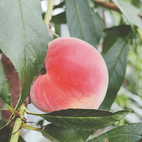 Organic Peach Seeds up to 50%