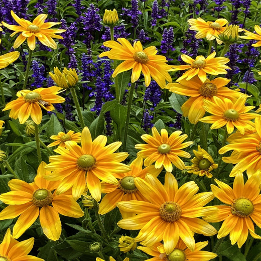 Black Eyed Susan Seeds