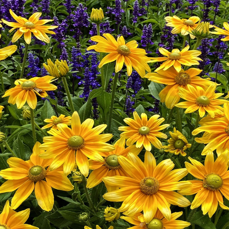 Black-Eyed Susan Seeds Up to 50%