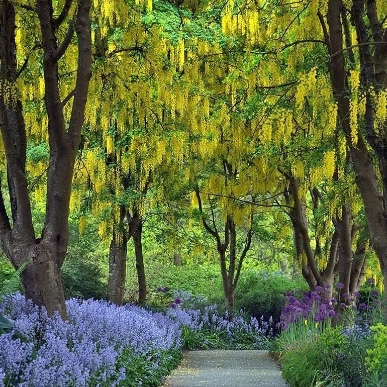 Yellow Laburnum Seeds – up to 50%