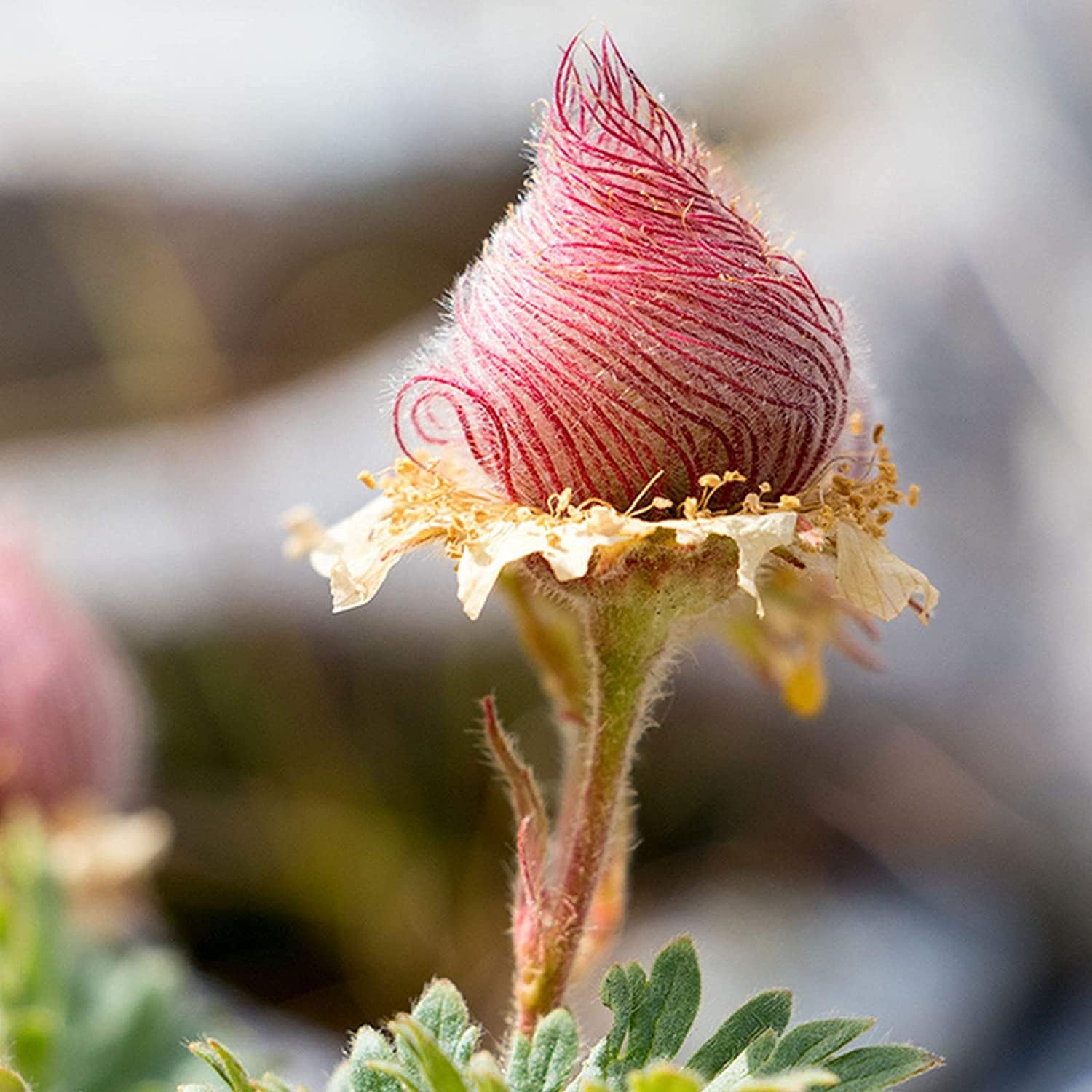 prairie smoke flower seeds for sale Prairie Smoke Flower Seeds up to 50%