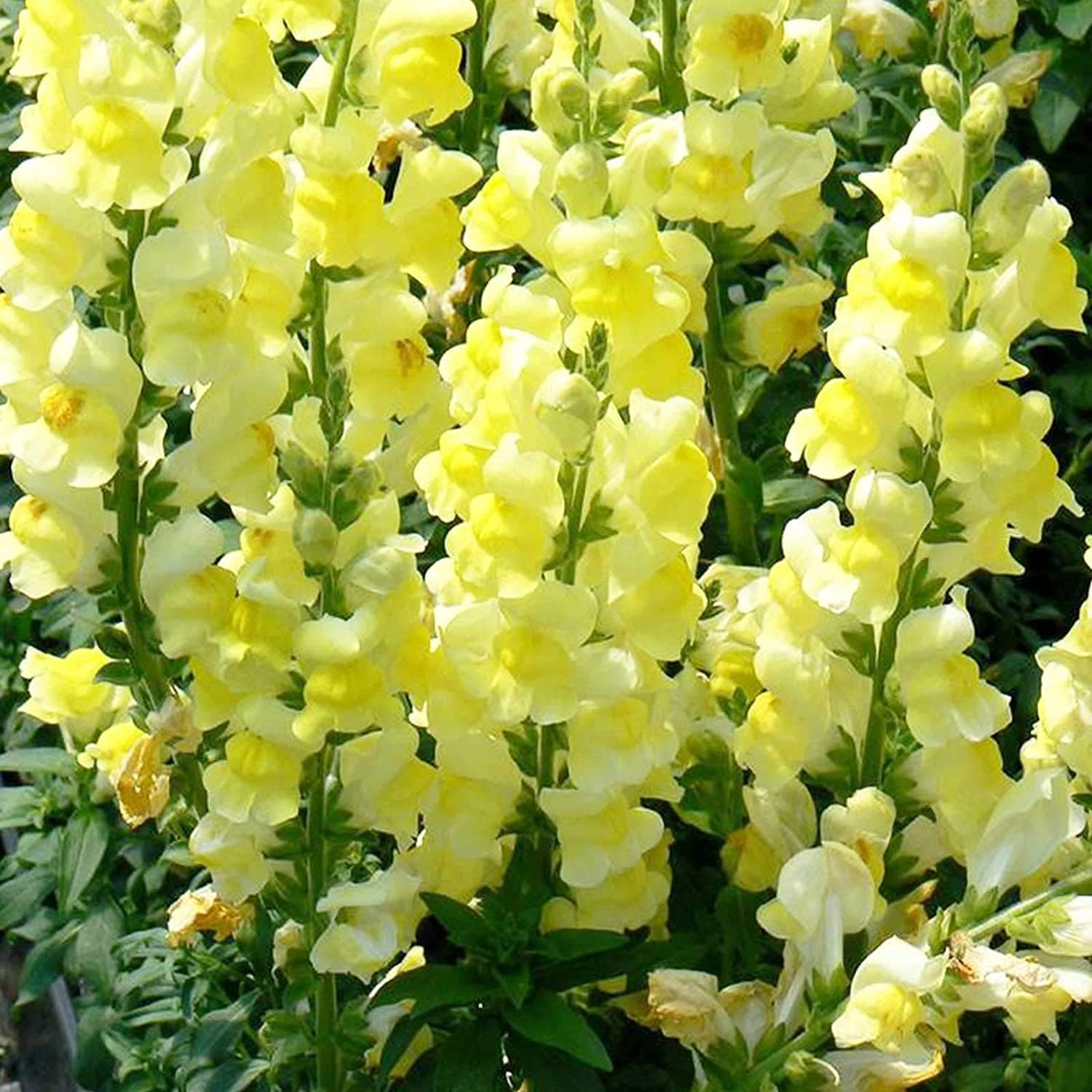 Mixed Snapdragon Flower Seeds up to 50%