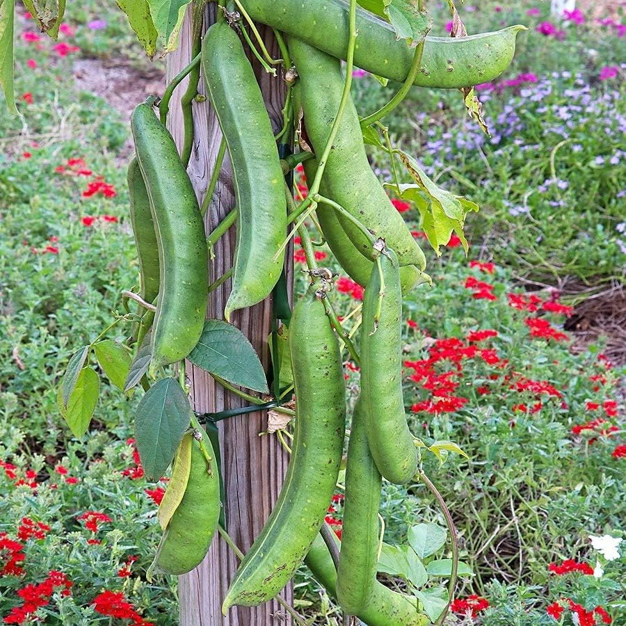 Canavalia ensiformis (Jack Bean) Seeds – Fast-Growing Tropical Legume – Up to 50%