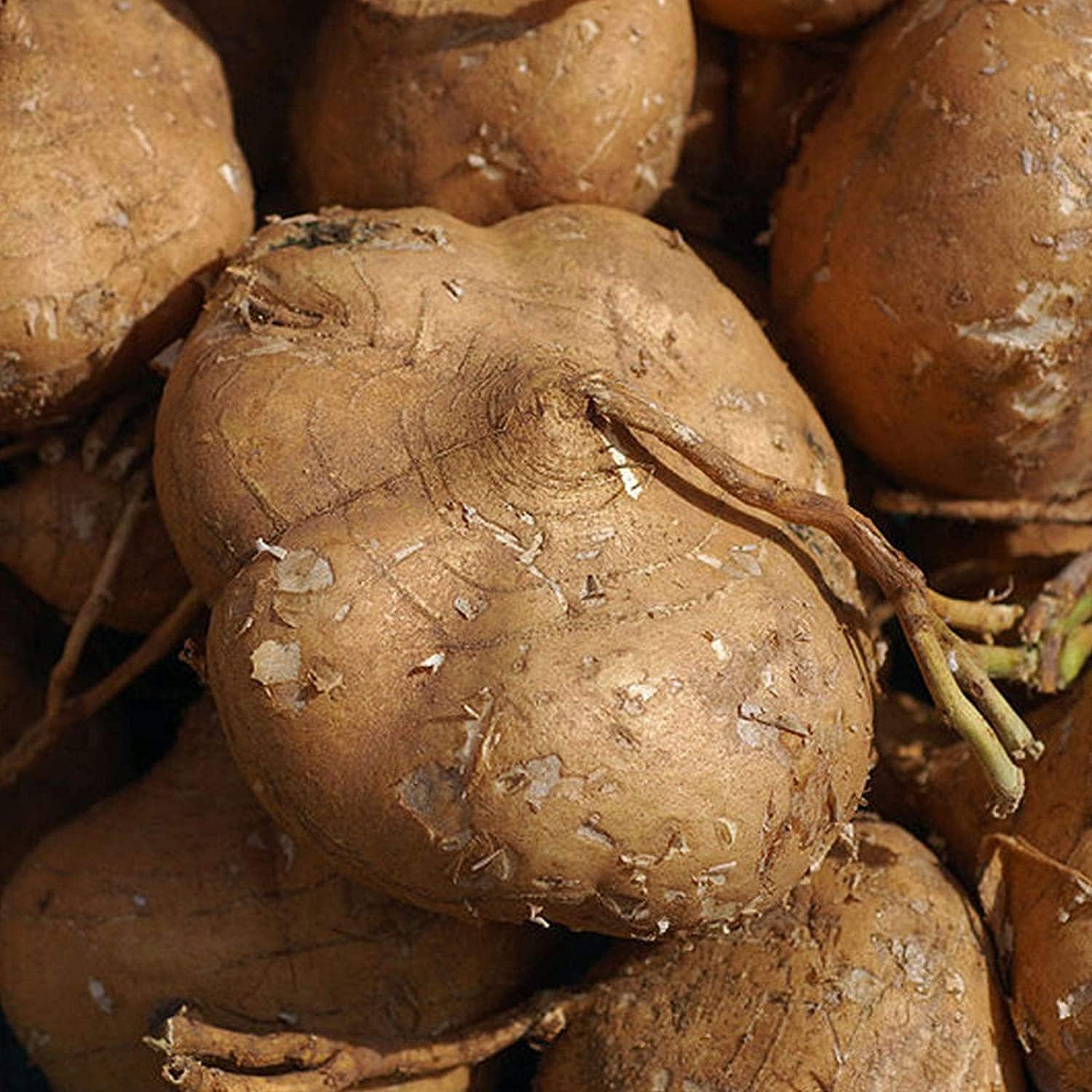 Jicama Yam Bean Seeds up to 50%