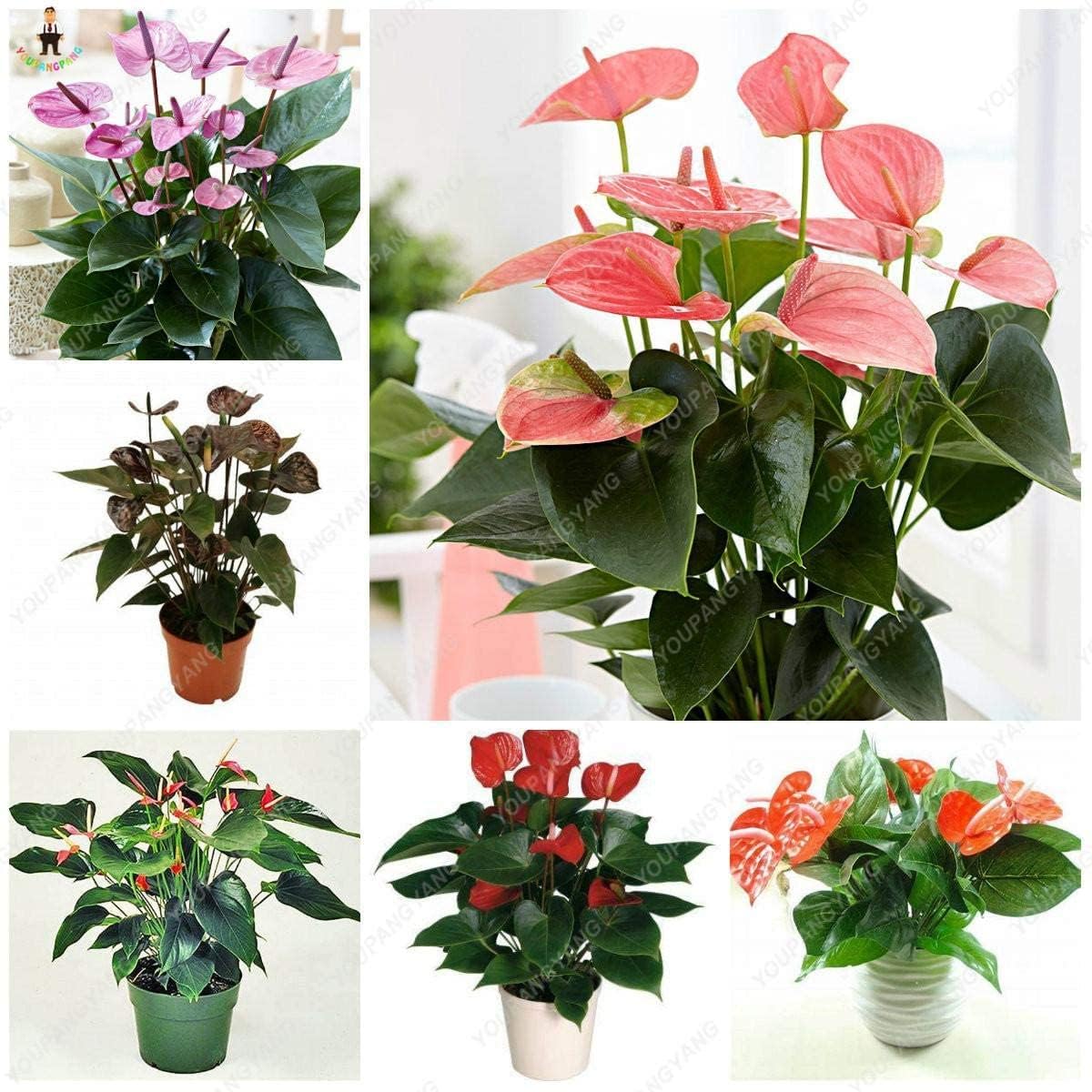 Purple Anthurium Flower Seeds Up to 50% Off
