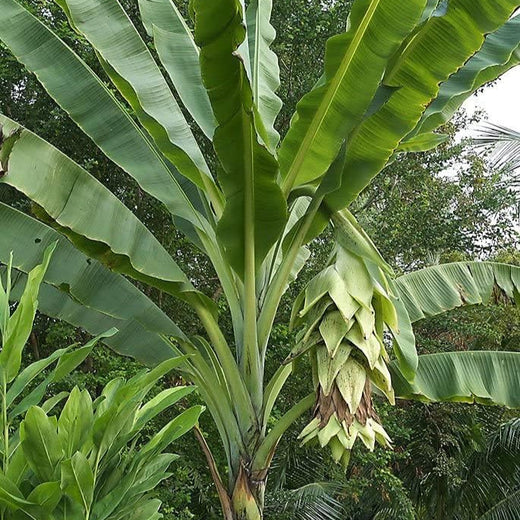 Snow Banana Seeds