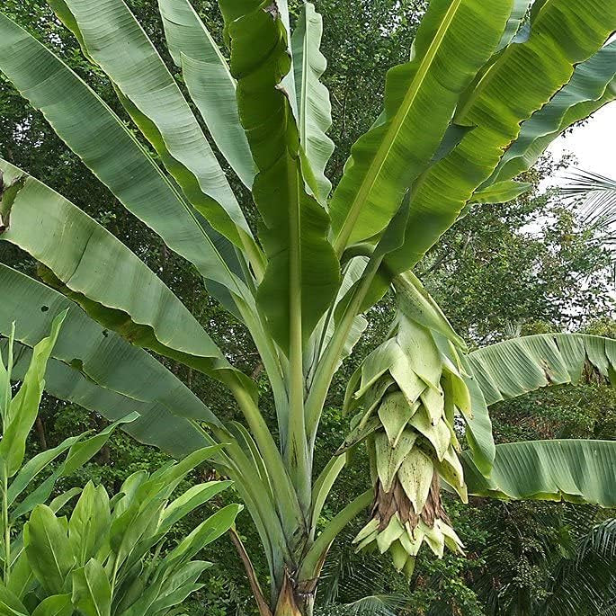 Ensete glaucum | Snow Banana Ornamental Plant Up to 50%