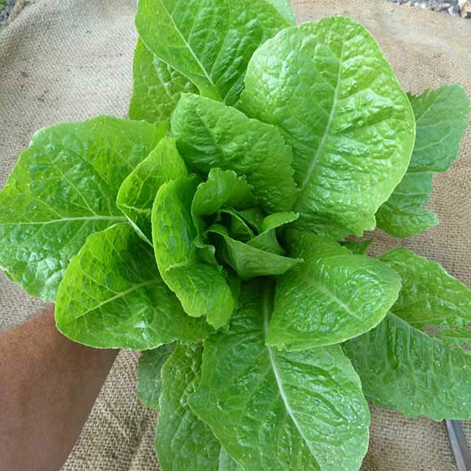 Jericho Lettuce Seeds Up to 50% Off