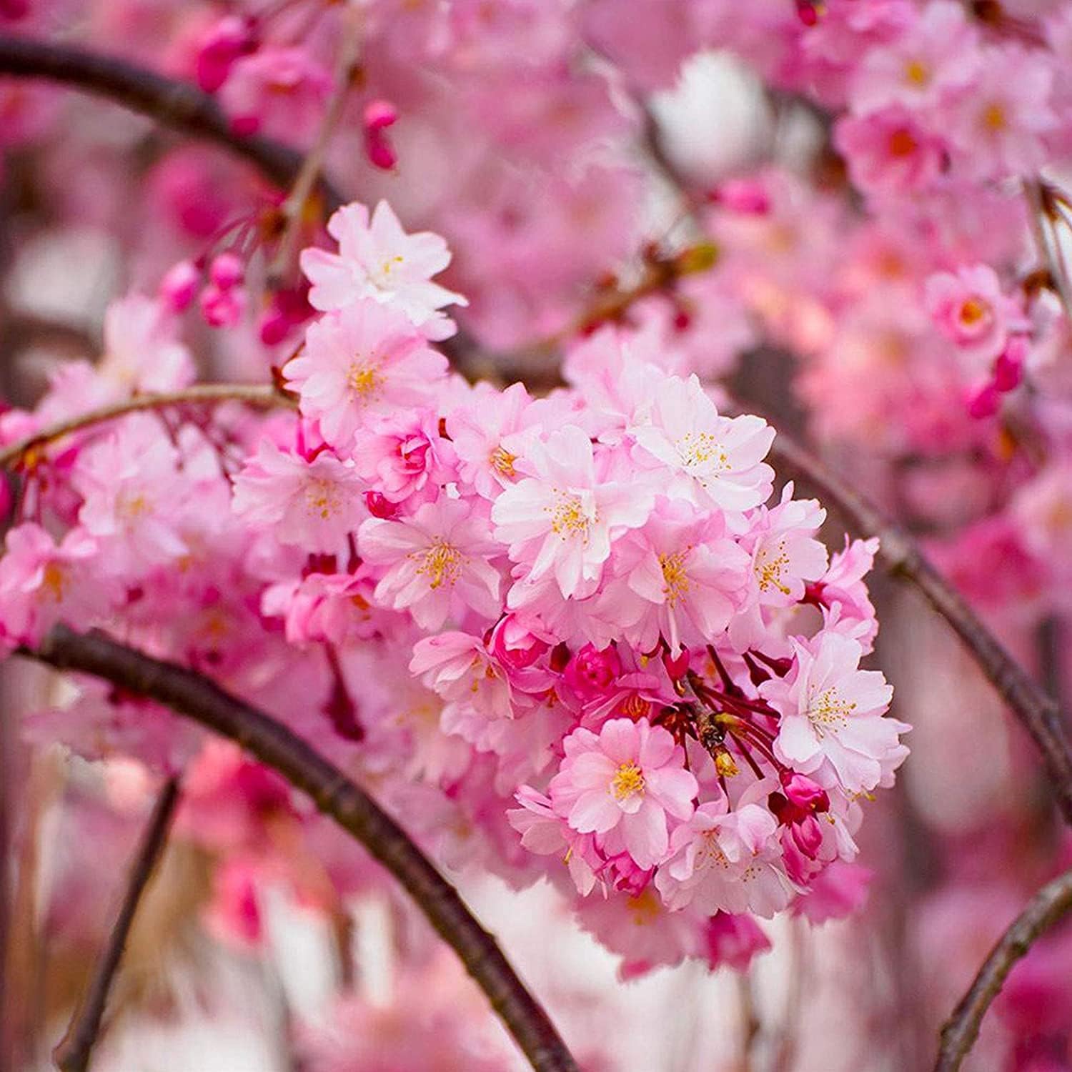 Weeping Cherry Blossom Seeds up to 50%