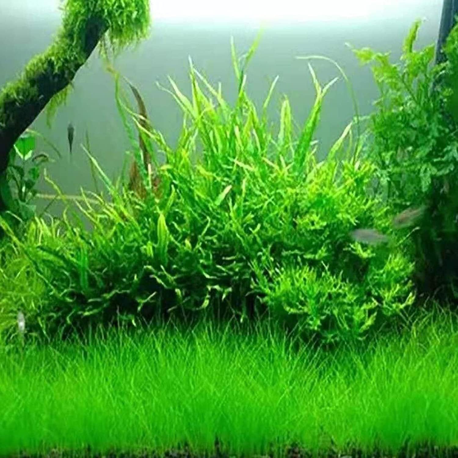 Aquarium Grass Plant Seeds Up to 50% Off